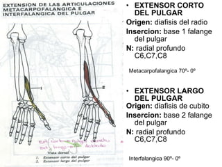 EXTENSOR CORTO DEL PULGAR Origen:  diafisis del radio Insercion:  base 1 falange del pulgar N:  radial profundo C6,C7,C8 EXTENSOR LARGO DEL PULGAR  Origen:  diafisis de cubito Insercion:  base 2 falange del pulgar N:  radial profundo C6,C7,C8 Metacarpofalangica 70 º- 0 º Interfalangica 90 º- 0 º 