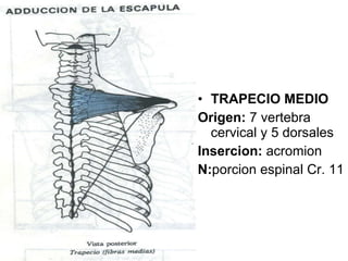 TRAPECIO MEDIO Origen:  7 vertebra cervical y 5 dorsales Insercion:  acromion N: porcion espinal Cr. 11 
