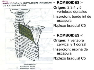 ROMBOIDES > Origen:  2,3,4 y 5 vertebras dorsales Insercion:  borde int de escapula N: plexo braquial C5 ROMBOIDES < Origen:  7 vertebra cervical y 1 dorsal Insercion:  espina de escapula N: plexo braquial C5 