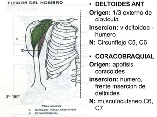 DELTOIDES ANT Origen:  1/3 externo de clavicula Insercion:  v deltoidea - humero N:  Circunflejo C5, C6 CORACOBRAQUIAL Origen:  apofisis coracoides Insercion:  humero, frente insercion de deltoides N:  musculocutaneo C6, C7 0 º- 180 º 