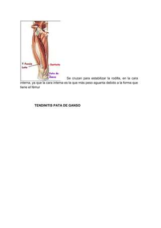Se cruzan para estabilizar la rodilla, en la cara
interna, ya que la cara interna es la que más peso aguanta debido a la forma que
tiene el fémur
TENDINITIS PATA DE GANSO
 