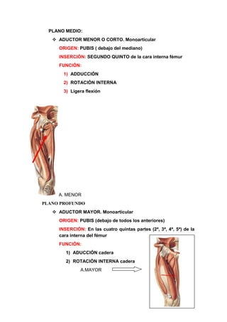 PLANO MEDIO:
 ADUCTOR MENOR O CORTO. Monoarticular
ORIGEN: PUBIS ( debajo del mediano)
INSERCIÓN: SEGUNDO QUINTO de la cara interna fémur
FUNCIÓN:
1) ADDUCCIÓN
2) ROTACIÓN INTERNA
3) Ligera flexión
A. MENOR
PLANO PROFUNDO
 ADUCTOR MAYOR. Monoarticular
ORIGEN: PUBIS (debajo de todos los anteriores)
INSERCIÓN: En las cuatro quintas partes (2ª, 3ª, 4ª, 5ª) de la
cara interna del fémur
FUNCIÓN:
1) ADUCCIÓN cadera
2) ROTACIÓN INTERNA cadera
A.MAYOR
 