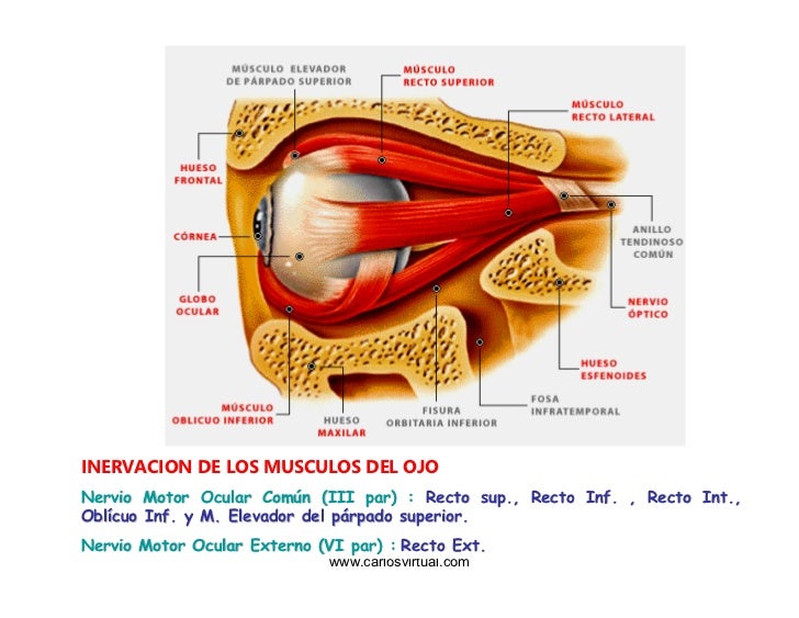 Musculos Oculomotores Del Ojo