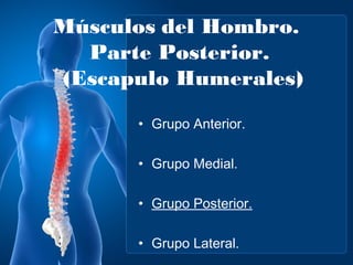 Músculos del Hombro.
  Parte Posterior.
(Escapulo Humerales)

      • Grupo Anterior.

      • Grupo Medial.

      • Grupo Posterior.

      • Grupo Lateral.
 