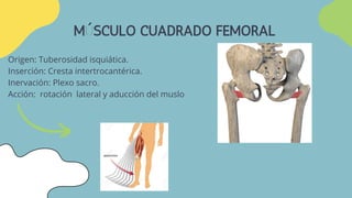 M SCULOS PELVITROCANTEREOs De La Pelvis PDF m-sculos-pelvitrocantereos-de-la-pelvis-pdf