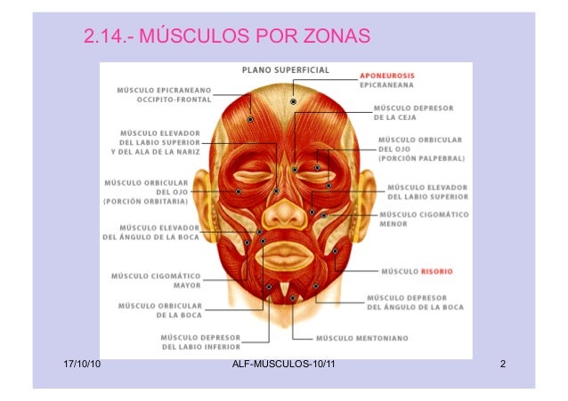 Musculos por zonas 15