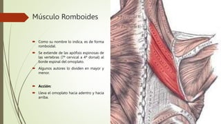 Músculos posteriores del tronco y del cuello.pptx