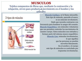MUSCULOS
Tejidos compuestos de fibras que, mediante la contracción y la
relajación, sirven para producir el movimiento en el hombre y los
animales
Musculo Cardiaco: se le llama miocardio.
Este tipo de músculo, parecido al suave,
es un músculo involuntario.
Dado que necesita contraerse con
frecuencia para bombear la sangre del corazón.
Musculo Esquelético: son músculos voluntarios
que nos permiten controlar los movimientos de
nuestro cuerpo. Estos músculos son estriados y
forman parte del sistema musco-esquelético.
Musculo Liso: músculos involuntarios,
lo que significa
que las personas no pueden
moverlos físicamente.
En el cerebro y el cuerpo
este tipo de músculos es controlado por
respuestas involuntarias.
 