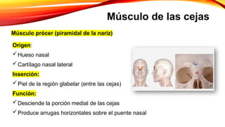 Musulo Procer MUSCULOS primer grupo.pptxtgrtererertertertre | PPTX