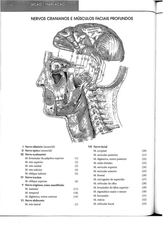 NERVOS CRANIANOS E MÚSCULOS FACIAIS PROFUNDOS
I Nervo olfatório (sensorial) VII Nervo facial
11 Nervo óptico (sensorial) M. occipital (20)
ill Nervo oculomotor M. auricular posterior (21)
M. levantador da pálpebra superior (1) M. digástrico, ventre posterior (22)
M. reto superior (2) M. estilo-hióideo (23)
M. reto mediai (3) M. auricular superior (24)
M. reto inferior (4)
M. auricular anterior (25)
M. oblíquo inferior (5)
M. frontal (26)
IV Nervo troclear
M. corrugador do supercílio (27)
M. oblíquo superior (6)
V Nervo trigêmeo, ramo mandibular
M. orbicular do olho (28)
M. masseter (17)
M. levantador do lábio superior ·· (29)
M. temporal (18) M. zigomático maior e menor (30)
M. digástrico, ventre anterior (19) M. bucinador (31)
VI Nervo abducente M. risório (32)
M. reto lateral (7) M. orbicular bucal (33)
 