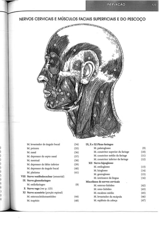 NERVOS CERVICAIS E MÚSCULOS FACIAIS SUPERFICIAIS E DO PESCOÇO
M. levantador do ângulo bucal (34) IX, X e XI Plexo faringeo
) M.prócero (35) M. palatoglosso (9)
) M. nasal (36) M. constritor superior da faringe (10)
) M. depressor do septo nasal (37) M. constritor médio da faringe (11)
) M. mentual (38) M. constritor inferior da faringe (12)
) M. depressor do lábio inferior (39)
XII Nervo hipoglosso
·) M. depressor do ângulo bucal (40)
M. estiloglosso (13)
i) M. platisma (41)
M. hioglosso (14)
M. genioglosso (15)
') VIII Nervo vestibulococlear (sensorial)
i)
M. intrínseco da língua (16)
IX Nervo glossofaringeo Miscelânea de nervos cervicais
I)
M.estilofaríngeo (8) M. esterno-hióideo (42)
I)
X Nervo vago (ver p. 125) M. omo-hióideo (43)
t) XI Nervo acessório (porção espinal) M. escaleno médio (45)
~)
M. esternocleidomastóideo (44) M. levantador da escápula (46)
I)
M. trapézio (48) M. esplênio da cabeça (47)
 