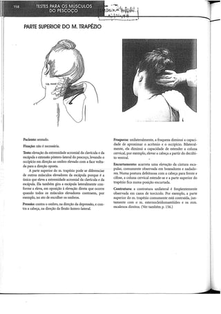 PARTE SUPERIOR DOM. TRAPÉZIO
Paciente: sentado.
Fixação: não é necessária.
Teste: elevação da extremidade acromial da clavícula e da
escápula e extensão póstero-lateral do pescoço, levando o
occipício em direção ao ombro elevado com a face volta-
da para a direção oposta.
A parte superior do m. trapézio pode se diferenciar
de outros músculos elevadores da escápula porque é a
única que eleva a extremidade acromial da clavícula e da
escápula. Ela também gira a escápula lateralmente con-
forme a eleva, em oposição à elevação direta que ocorre
quando todos os músculos elevadores contraem, por
exemplo, no ato de encolher os ombros.
Pressão: contra o ombro, na direção da depressão, e con-
tra a cabeça, na direção da flexão ântero-lateral.
Fraqueza: unilateralmente, a fraqueza diminui a capaci-
dade de aproximar o acrômio e o occipício. Bilateral-
mente, ela diminui a capacidade de estender a coluna
cervical, por exemplo, elevar a cabeça a partir do decúbi-
to ventral.
Encurtamento: acarreta uma elevação da cintura esca-
pular, comumente observada em boxeadores e nadado-
res. Numa postura defeituosa com a cabeça para frente e
cifose, a coluna cervical estende-se e a parte superior do
trapézio fica numa posição encurtada.
Contratura: a contratura unilateral é freqüentemente
observada em casos de torcicolo. Por exemplo, a parte
superior do m. trapézio comumente está contraída, jun-
tamente com o m. esternocleidomastóideo e os mm.
escalenos direitos. (Ver também p. 156.)
 