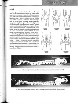 s
)
PELVE
A posição neutra da pelve é aquela na qual as espi-
nhas iliacas ântero-superiores estão no mesmo plano
transverso e as espinhas e a sínfise púbica, no mesmo
plano vertical. Inclínação pélvica anterior é uma posição
da pelve na qual o plano vertical por meio das espinhas
iliacas ântero-superiores é anterior ao plano vertical por
meio da sínfise púbica. Inclínação pélvica posterior é
uma posição da pelve na qual o plano vertical por meio
das espinhas iliacas ântero-superiores é posterior ao plano
vertical pela sínfise púbica. Na posiç~o em pé, a inclínação
pélvica anterior está associada à hiperextensão da coluna
lombar e flexão das juntas do quadril, enquanto a inclína-
ção pélvica posterior está associada à flexão da coluna
lombar e extensão das juntas do quadril. (Ver p. 64-70.)
Na inclínação pélvica lateral, a pelve não está nivela-
da látero-lateralmente. Em vez disso, uma espinha ântero-
superior é mais alta que a outra. Na posição em pé, a
inclínação lateral está associada à flexão lateral da coluna
lombar e à adução e abdução das juntas do quadril. Por
exemplo, numa inclínação lateral da pelve na qual o lado
direito é mais alto que o esquerdo, a coluna lombar é fle-
xionada lateralmente e produz uma curva convexa para a
esquerda. A junta do quadril direita está em adução e a
esquerda, em abdução.
Posição
neutra
Posição
neutra
Inclinação
anterior
Inclinação
posterior
Inclinação
lateral
A pelve está em posição neutra, e a coluna lombar apresenta uma curva anterior normal.
A pelve está em inclinação posterior de 10°, e a região lombar está retificada (flexão normal).
------ -------------------------------------------
 