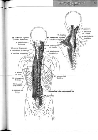 M. eretor da espinha
(camada superficial)
M. longuíssimo
da cabeça
M. espinal do pescoço
M. iliocostal
parte torácica
M. iliocostal do
lombo
M. semiespinal
do tórax
M. esplênio
da cabeça
 