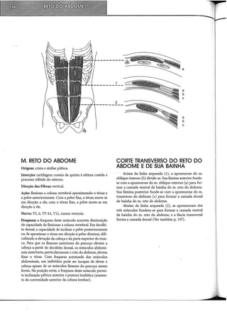 M. RETO DO ABDOME
Origem: crista e sínfise púbica.
Inserção: cartilagens costais da quinta à sétima costela e
processo xifóide do esterno.
Direção das Fibras: vertical.
Ação: flexiona a coluna vertebral aproximando o tórax e
a pelve anteriormente. Com a pelve fixa, o tórax move-se
em direção a ela; com o tórax fixo, a pelve move-se em
direção a ele.
Nervo: TS, 6, T7-ll, T12, ramos ventrais.
Fraqueza: a fraqueza deste músculo acarreta diminuição
da capacidade de flexionar a coluna vertebral. Em decúbi-
to dorsal, a capacidade de inclinar a pelve posteriormente
ou de aproximar o tórax em direção à pelve diminui, difi-
cultando a elevação da cabeça e da parte superior do tron-
co. Para que os flexores anteriores do pescoço elevem a
cabeça a partir do decúbito dorsal, os músculos abdomi-
nais anteriores, particularmente o reto do abdome, devem
fixar o tórax. Com fraqueza acentuada dos músculos
abdominais, um indivíduo pode ser incapaz de elevar a
cabeça apesar de os músculos flexores do pescoço serem
fortes. Na posição ereta, a fraqueza deste músculo permi-
.te inclinação pélvica anterior e postura lordótica (aumen-
to da convexidade anterior da coluna lombar).
a
a
b
c
a
b
c
CORTE TRANSVERSO DO RETO DO
ABDOME E DE SUA BAINHA
Acima da linha arqueada (1), a aponeurose do m.
oblíquo interno (b) divide-se. Sualâmina anterior funde-
se com a aponeurose dom. oblíquo externo (a) para for-
mar a camada ventral da bainha do m. reto do abdome.
Sua lâmina posterior funde-se com a aponeurose do m.
transverso do abdome (c) para formar a camada dorsal
da bainha do m. reto do abdome.
Abaixo da linha arqueada (2), as aponeuroses dos
três músculos fundem-se para formar a camada ventral
da bainha do m. reto do abdome, e a fáscia transversal
forma a camada dorsal (Ver também p. 197).
 