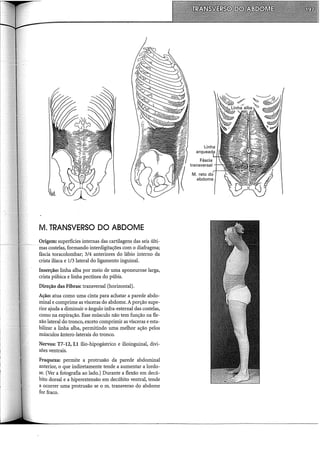 M. TRANSVERSO DO ABDOME
Origem: superfícies internas das cartilagens das seis últi-
mas costelas, formando interdigitações com o diafragma;
fáscia toracolombar; 3/4 anteriores do lábio interno da
crista ilíaca e 1/3 lateral do ligamento inguinal.
Inserção: linha alba por meio de uma aponeurose larga,
crista púbica e linha pectínea do púbis.
Direção das Fibras: transversal (horizontal).
Ação: atua como uma cinta para achatar a parede abdo-
minal e comprime as vísceras do abdome. A porção supe-
rior ajuda a diminuir o ângulo infra-esternal das costelas,
como na expiração. Esse músculo não tem função na fle-
xão lateral do tronco, exceto comprimir as vísceras e esta-
bilizar a linha alba, permitindo uma melhor ação pelos
músculos ântero-laterais do tronco.
Nervos: T7-12, L1 ílio-hipogástrico e ilioinguinal, divi-
sões ventrais.
Fraqueza: permite a protrusão da parede abdominal
anterior, o que indiretamente tende a aumentar a lordo-
se. (Ver a fotografia ao lado.) Durante a flexão em decú-
bito dorsal e a hiperextensão em decúbito ventral, tende
a ocorrer uma protrusão se o m. transverso do abdome
for fraco.
 