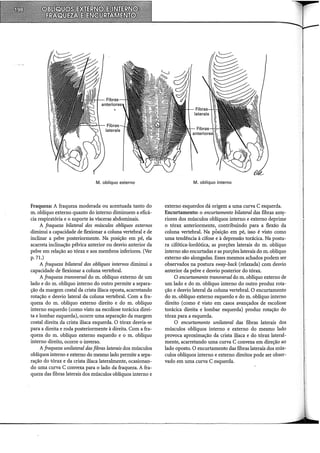 M. oblíquo externo
Fraqueza: A fraqueza moderada ou acentuada tanto do
m. oblíquo externo quanto do interno diminuem a eficá-
cia respiratória e o suporte às vísceras abdominais.
A fraqueza bilateral dos músculos oblíquos externos
diminui a capacidade de flexionar a coluna vertebral e de
inclinar a pelve posteriormente. Na posição em pé, ela
acarreta inclinação pélvica anterior ou desvio anterior da
pelve em relação ao tórax e aos membros inferiores. (Ver
p. 71.)
A fraqueza bilateral dos oblíquos internos diminui a
capacidade de flexionar a coluna vertebral.
A fraqueza transversal do m. oblíquo externo de um
lado e do m. oblíquo interno do outro permite a separa-
ção da margem costal da crista ilíaca oposta, acarretando
rotação e desvio lateral da coluna vertebral. Com a fra-
queza do m. oblíquo externo direito e do m. oblíquo
interno esquerdo (como visto na escoliose torácica direi-
ta e lombar esquerda), ocorre uma separação da margem
costal direita da crista ilíaca esquerda. O tórax desvia-se
para a direita e roda posteriormente à direita. Com a fra-
queza do m. oblíquo externo esquerdo e o m. oblíquo
interno direito, ocorre o inverso.
A fraqueza unilateral das fibras laterais dos músculos
oblíquos interno e externo do mesmo lado permite a sepa-
ração do tórax e da crista ilíaca lateralmente, ocasionan-
do uma curva C convexa para o lado da fraqueza. A fra-
queza das fibras laterais dos músculos oblíquos interno e
M. oblíquo interno
externo esquerdos dá origem a uma curva C esquerda.
Encurtamento: o encurtamento bilateral das fibras ante-
riores dos músculos oblíquos interno e externo deprime
o tórax anteriormente, contribuindo para a flexão da
coluna vertebral. Na pósição em pé, isso é visto como
uma tendência à cifose e à depressão torácica. Na postu-
ra cifótica-lordótica, as porções laterais do m. oblíquo
interno são encurtadas e as porções laterais do m. oblíquo
externo são alongadas. Esses mesmos achados podem ser
observados na postura sway-back (relaxada) com desvio
anterior da pelve e desvio posterior do tórax.
O encurtamento transversal do m. oblíquo externo de
um lado e do m. oblíquo interno do outro produz rota-
ção e desvio lateral da coluna vertebral. O encurtamento
do m. oblíquo externo esquerdo e do m. oblíquo interno
direito (como é visto em casos avançados de escoliose
torácica direita e lombar esquerda) produz rotação do
tórax para a esquerda.
O encurtamento unilateral das fibras laterais dos
músculos oblíquos interno e externo do mesmo lado
provoca aproximação da crista ilíaca e do tórax lateral-
mente, acarretando uma curva C convexa em direção ao
lado oposto. O encurtamento das fibras laterais dos mús-
culos oblíquos interno e externo direitos pode ser obser-
vado em uma curva C esquerda.
 
