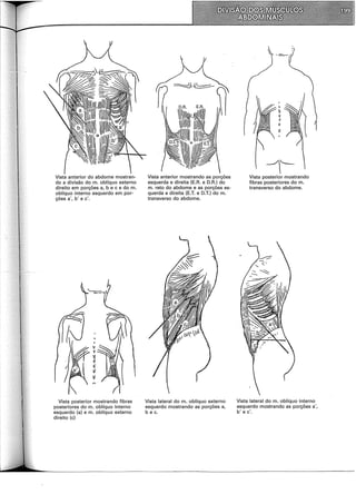 Vista anterior do abdome mostran-
do a divisão do m. oblíquo externo
direito em porções a, b e c e do m.
oblíquo interno esquerdo em por-
ções a·, b' e c'.
v
v
~
{
11
v
Vista posterior mostrando fibras
posteriores do m. oblíquo interno
esquerdo (a) e m. oblíquo externo
direito (c)
Vista anterior mostrando as porções
esquerda e direita (E.R. e D.R.) do
m. reto do abdome e as porções es-
querda e direita (E.T. e D.T.) do m.
transverso do abdome.
Vista lateral do m. oblíquo externo
esquerdo mostrando as porções a,
b e c.
_/'-
Vista posterior mostrando
fibras posteriores do m.
transverso do abdome.
Vista lateral do m. oblíquo interno
esquerdo mostrando as porções a·,
b' e c'.
 