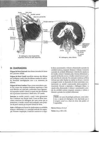 Porção esternal
Abertura
do esôfago

M. diafragma, vista longitudinal,
superfície interna do lado esquerdo
M. DIAFRAGMA
Origem daParte Esternal: duas faixas carnudas do dorso
até o processo xifóide.
Origem da Parte Costal: superfícies internas das últimas
seis cartilaoens costais e das seis últimas costelas de cada la-
o
do, formando interdigitações com o m. transverso do
abdome.
Origem da Parte Lombar: Duas cruras musculares a par-
tir dos corpos das vértebras lombares superiores e dois
arcos fibrosos em cada lado, conhecidos como ligamen-
tos arqueados mediai e lateral, os quais vão das vértebras
até os processos transversos e destes até a 12ª costela.
Inserção: no tendão central, o qual é uma aponeurose
fina e resistente sem fixação óssea. Como as fibras mus-
culares anteriores do diafragma são mais curtas que as
posteriores, o tendão central está localizado mais próxi-
mo da parte ventral que da parte dorsal do tórax.
Ação: o diafragma em forma de cúpula separa as cavidades
torácica e abdominal e é o principal músculo da respira-
ção. Durante a inspiração, o músculo contrai-se e a cúpu-
'-M. quadrado
do lombo
M. psoas
maior
M. diafragma, vista inferior
la desce, aumentando o volume e diminuindo a pressão da
cavidade torácica, enquanto diminui o volume e aumenta
a pressão da cavidade aõdominal. A descida da cúpula ou
do tendão central é limitada pelas vísceras abdominais e,
quando tal descida ocorre, o tendão central torna-se a por-
cão mais fixa do músculo. Na contracão contínua, as fibras
~erticais que estão fixadas às costela~ se elevam e evertem
a margem costal. As dimensões do tórax aumentam cons-
tantemente no sentido craniocaudal, ântero-posterior e
transversal. Durante a expiração, o diafragma relaxa e a
cúpula sobe, diminuindo o volume e aumentando a pres-
são da cavidade torácica enquanto aumenta o volume e
diminui a pressão da cavidade abdominal.
Nota: em casos de patologia pulmonar, como enfise-
ma, a cúpula do diafragma é tão deprimida que a
margem costal ou a base do tórax não podem ser
expandidas.
Nervo: frênico, C3, 4, 5
Testes: ver p. 240 e 241.
 