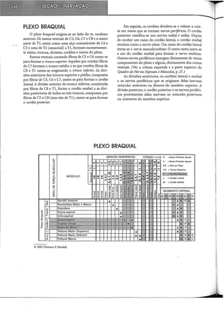 PLEXO BRAQUIAL
O plexo braquial origina-se ao lado do m. escaleno
anterior. Os ramos ventrais de CS, C6, C? e C8 e a maior
parte de Tl, assim como uma alça comunicante de C4 a
CS e uma de T2 (sensorial) a Tl, formam sucessivamen-
te raízes, troncos, divisões, cordões e ramos do plexo.
Ramos ventrais contendo fibras de CS e C6 unem-se
para formar o tronco superior. Aqueles que contêm fibras
de C? formam o tronco médio, e os que contêm fibras de
C8 e Tl unem-se originando o tronco inferior. As divi-
sões anteriores dos troncos superior e]Uédio, compostos
por fibras de CS, C6 e C?, unem-se para formar o cordão
lateral. A divisão anterior do tronco inferior, constituída
por fibras de C8 e Tl, forma o cordão media~ e as divi-
sões posteriores de todos os três troncos, compostos por
fibras de CS a C8 (mas não de Tl), unem-se para formar
o cordão posterior.
Em seguida, os cordões dividem-se e voltam a unir-
se em ramos que se tornam nervos periféricos. O cordão
posterior ramifica-se nos nervos radial e axilar. Depois
de receber um ramo do cordão lateral, o cordão mediai
termina como o nervo ulnar. Um ramo do cordão lateral
torna-se o nervo musculocutâneo. O outro ramo junta-se
a um do cordão mediai para formar o nervo mediano.
Outros nervos periféricos emergem diretamente de vários
componentes do plexo e alguns, diretamente dos ramos
ventrais. (Ver a coluna esquerda e a parte superior do
Quadro de Nervos Espinais eMúsculos, p. 27.)
As divisões anteriores, os cordões lateral e mediai
e os nervos periféricos que se. originam deles inervam
músculos anteriores ou flexores do membro superior. A
divisão posterior, o cordão posterior e os nervos periféri-
cos provenientes deles inervam os músculos posteriores
ou extensores do membro superior.
PLEXO BRAQUIAL
(ij
·:;
rr
ro
à'i
o
X
Q)
õ::
MÚSCULO
© 2005 Florence P. Kendall.
O. = Ramo Primário Dorsal
V. =Ramo Primário Ventral
R.P. = Raiz do Plexo
T.S. = Tronco Superior
HM!!!:~&wMW#.l.€!M~
L = Cordão Lateral
 