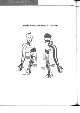 DERMÁTOMOS E DISTRIBUIÇÃO CUTÂNEA
C2
 