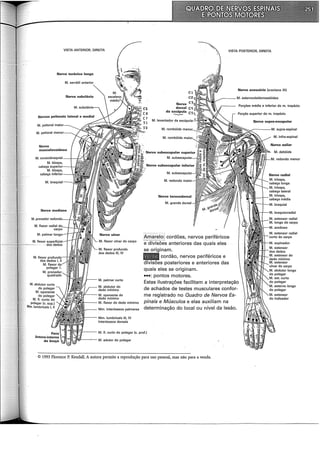 VISTA ANTERIOR, DIREITA VISTA POSTERIOR, DIREITA
Nervo torácico longo
M. serrátil anterior
Nervo subclávio
Nervo mediano
M. abdutor curto
do polegar
M. oponente
do polegar
M. fi. curto do
polegar (c. sup.)
Mm. lumbricais I, 11
M. flexor ulnar do carpa
Nervo
dorsal
da escápula
'--v-'
M. levantador da esc:áp:ula-..::...
Nervo toracodorsal
A~~r~!_c>_:_ cordões, nervos periféricos,
e divisões anteriores das quais eles
se originam.
Blcordão, nervos periféricos e
divisões posteriores e anteriores das
quais eles se originam.
...: pontos motores.
Nervo acessório (craniano XI)
Porções média e inferior do m. trapézio
Porção superior do m. trapézio
_1lervo supra-escapular
M. infra-espinal
do
do carpa
abdutor longo
polegar
Estas ilustrações facilitam a interpretação
de achados de testes musculares confor-
me registrado no Quadro de Nervos Es-
ext. curto
polegar
M. externo longo
do polegar
M. flexor do dedo mínimo pinais e Músculos e elas auxiliam na
Mm. interósseos palmares determinação do local ou nível da lesão.
Mrn. lumbricais 111, IV
lnterósseos dorsais
M. fi. curto do polegar (c. prof.)
© 1993 Florence P. Kendall. A autora permite a reprodução para uso pessoal, mas não para a venda.
 