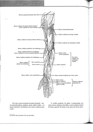 I
I
llrt
I'
Nervo cutâneo do braço lateral superior
(ramo cutâneo do nervo axilar)
Nervo cutâneo do braço lateral inferior----~-
Nervo cutâneo lateral do antebraço·
Nervo intercostobraquial
(ramo cutâneo do nervo musculocutâneo) ---f-ií-T-...:..J'IIJ Ramo ulnar
(ramo posterior)
Nervo cutâneo [
lateral do antebraço
Nervo radial, ramo
Dos cinco ramos terminais do plexo braquial- ner-
vos musculocutâneo, mediano, ulnar, radial e axilar-, os
quatro primeiros contribuem com ramos cutâneos para
a mão.
De Grant's Atlas ofAnatomy (16), com permissão.
Do nervo
cutâneo do
,antebraço
mediai
ll--- Ramo dorsal (cutâneo) do nervo ulnar
O cordão posterior do plexo é representado por
cinco nervos cutâneos. Um deles, o nervo cutâneo lateral
do braço superior do braço, é um ramo do nervo axilar.
I
.1;
;,_,Vi~~ 12:
 