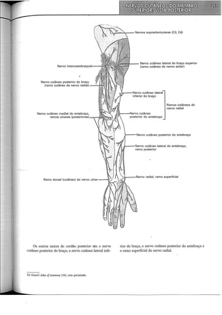 Nervo intercostobraquial
Nervo cutâneo mediai do antebraço,
ramos ulnares (posterioresl-,-t~~';':;~
Os outros ramos do cordão posterior são o nervo
cutâneo posterior do braço, o nervo cutâneo lateral infe-
De Grant's Atlas ofAnatomy (16), com permissão.
Nervo cutâneo lateral do braço superior
(ramo cutâneo do nervo axilar)
Ramos cutâneos do
nervo radial
l---Nervo cutâneo posterior do antebraço
11---Nervo cutâneo lateral do antebraço,
ramo posterior
rior do braço, o nervo cutâneo posterior do antebraço e
o ramo superficial do nervo radial.
 