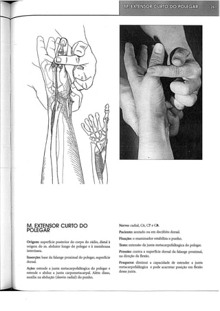 M. EXTENSOR CURTO DO
POLEGAR
Origem: superfície posterior do corpo do rádio, distai à
origem do m. abdutor longo do polegar e à membrana
interóssea.
Inserção: base da falange proximal do polegar, superfície
dorsal.
Ação: estende a junta metacarpofalângica do polegar e
estende e abduz a junta carpometacarpal. Além disso,
auxilia na abdução (desvio radial) do punho.
Nervo: radial, C6, C7 e CS.
Paciente: sentado ou em decúbito dorsal.
Fixação: o examinador estabiliza o punho.
Teste: extensão da junta metacarpofalângica do polegar.
Pressão: contra a superfície dorsal da· falange proximal,
na direção da flexão.
Fraqueza: diminui a capacidade de estender a junta
metacarpofalângica e pode acarretar posição em flexão
dessa junta.
 