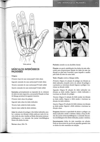 Vista palmar
MÚSCULOS INTERÓSSEOS
PALMARES
Origens:
Primeiro: base do osso metacarpal I, lado ulnar.
Segundo: extensão do osso metacarpal II, lado ulnar.
Terceiro: extensão do osso metacarpal IV; lado radial.
Quarto: extensão do osso metacarpal V, lado radial.
Inserções: principalmente na expansão do m. extensor
do dedo da mão respectivo, com possível fixação na base
da falange proximal da seguinte maneira:
Primeiro: lado ulnar do polegar.
Segundo: lado ulnar do dedo indicador.
Terceiro: lado radial do dedo anular.
Quarto: lado radial do dedo mínimo.
Ação: faz adução do polegar e dos dedos indicador, anu-
lar e mínimo em direção à linha axial por meio do ter-
ceiro dedo da mão. Auxilia na flexão das juntas metacar-
pofalângicas e na extensão das juntas interfalângicas
desses três dedos da mão.
Nervos: ulnar, CS e TI.
Paciente: sentado ou em decúbito dorsal.
Fixação: em geral, estabilização dos dedos da mão adja-
centes para proporcionar fixação do dedo da mão em
direção ao qual este ê movido e para impedir o auxílio
pelo dedo da mão do outro lado.
Teste e Tração: contra a falange média.
Primeiro: (Figura A) adução do polegar em direção ao
dedo indicador, atuando com o m. adutor do polegar e
o primeiro m. interósseo dorsal: Segurar o polegar e tra-
cionar na direção radial.
Segundo: (Figura B) adução do dedo indicador em
direção ao dedo médio. Segurar o dedo indicador e
tracionar na direção do polegar.
Terceiro: (Figura C) adução do dedo anular em direção
ao dedo médio. Segurar o dedo anular e tracionar na
direção do dedo mínimo.
Quarto: (Figura D) adução do dedo mínimo em direção
ao dedo anular. Segurar o dedo mínimo e tracionar na
direção ulnar.
Fraqueza: diminui a capacidade de aduzir o polegar e os
dedos indicador, anular e mínimo. Reduz a força de fle-
xão das juntas metacarpofalângicas e a extensão das jun-
tas interfalângicas dos dedos indicador, anular e mínimo.
Encurtamento: dedos da mão mantidos em adução.
Pode ser decorrente do uso de um aparelho gessado com
os dedos da mão mantidos em adução.
 