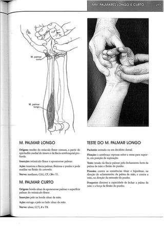 M. palmar
longo
M. PALMAR LONGO
Origem: tendão do músculo flexor comum, a partir do
epicôndilo mediai do úmero e da fáscia antebraquial pro-
funda.
Inserção: retináculo flexor e aponeurose palmar.
Ação: tensiona a fáscia palmar, flexiona o punho e pode
auxiliar na flexão do cotovelo.
Nervo: mediano, C(6), C7, CS e TI.
M. PALMAR CURTO
Origem: borda ulnar da aponeurose palmar e superfície
palmar do retináculo flexor.
Inserção: pele na borda ulnar da mão.
Ação: enruga a pele no lado ulnar da mão.
Nervo: ulnar, C(7), 8 e TI.
TESTE DOM. PALMAR LONGO
Paciente: sentado ou em decúbito dorsal.
Fixação: o antebraço repousa sobre a mesa para supor-
te, em posição de supinação.
Teste: tensão da fáscia palmar pelo fechamento forte da
palma da mão e flexão do punho.
Pressão: contra as eminências tênar e hipotênar, na
direção do achatamento da palma da mão, e contra a
mão, na direção da extensão do punho.
Fraqueza: diminui a capacidade de fechar a palma da
mão e a força da flexão do punho.
 