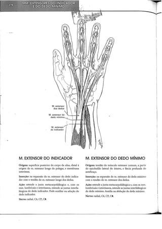 do indicador
M. extensor/;(;
M. EXTENSOR DO INDICADOR
Origem: superfície posterior do corpo da uJna, distai à
origem do m. extensor longo do polegar, e membrana
interóssea.
Inserção: na expansão dom. extensor do dedo indica-
dor com o tendão do m. extensor longo dos dedos.
Ação: estende a junta metacarpofalângica e, com os
mm. lumbricais e interósseos, estende as juntas interfa-
lângicas do dedo indicador. Pode auxiliar na adução do
dedo indicador.
Nervo: radial, C6, C7, CS.
i
.
i
:
:
.
.
.
.
:'
M. EXTENSOR DO DEDO MÍNIMO
Origem: tendão do músculo extensor comum, a partir
do epicôndilo lateral do úmero, e fáscia profunda do
antebraço. ·
Inserção: na expansão do m. extensor do dedo mínimo
com o tendão do m. extensor dos dedos.
Ação: estende a junta metacarpofalângica e, com os mm.
lumbricais e interósseos, estende as juntas interfalângicas
do dedo mínimo. Auxilia na abdução do dedo mínimo.
Nervo: radial, C6, C7, CS.
 
