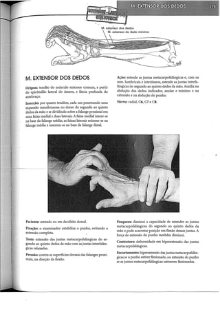 M. EXTENSOR DOS DEDOS
Origem: tendão do músculo extensor comum, a partir
do epicôndilo lateral do úmero, e fáscia profunda do
antebraço.
Inserção: por quatro tendões, cada um penetrando uma
expansão membranosa no dorso do segundo ao quinto
dedos da mão e se dividindo sobre a falange proximal em
uma faixa mediai e duas laterais. A faixa mediai insere-se
na base da falange média; as faixas laterais reúnem-se na
falange média e inserem-se na base da falange distai.
Paciente: sentado ou em decúbito dorsal.
Fixação: o examinador estabiliza o punho, evitando a
extensão completa.
Teste: extensão das juntas metacarpofalângicas do se-
gundo ao quinto dedos da mão com as juntas interfalân-
gicas relaxadas.
Pressão: contra as superfícies dorsais das falanges proxi-
mais, na direção da flexão.
Ação: estende as juntas metacarpofalângicas e, com os
mm.lumbricais e interósseos, estende as juntas interfa-
lângicas do segundo ao quinto dedos da mão. Auxilia na
abdução dos dedos indicador, anular e mínimo e na
extensão e na abdução do punho.
Nervo: radial, C6, C7 e CS.
Fraqueza: diminui a capacidade de estender as juntas
metacarpofalângicas do segundo ao quinto dedos da
mão e pode acarretar posição em flexão dessas juntas. A
força de extensão do punho também diminui.
Contratura: deformidade em hiperextensão das juntas
metacarpofalângicas.
Encurtamento: hiperex:tensão das juntas·metacarpofalân-
gicas se o punho estiver flexionado, ou extensão do punho
se as juntas metacarpofalângicas estiverem flexionadas.
 