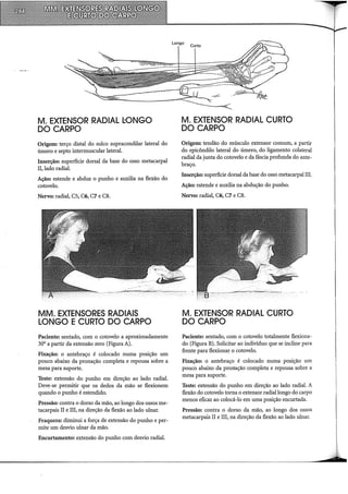 M. EXTENSOR RADIAL l.:ONGO
DO CARPO
Origem: terço distai do sulco supracondilar lateral do
úmero e septo intermuscular lateral.
Inserção: superfície dorsal da base do osso metacarpal
II, lado radial.
Ação: estende e abduz o punho e auxilia na flexão do
cotovelo.
Nervo: radial, CS, C6, C7 e C8.
MM. EXTENSORES RADIAIS
LONGO E CURTO DO CARPO
Paciente: sentado, com o cotovelo a aproximadamente
30° a partir da extensão zero (Figura A).
Fixação: o antebraço é colocado numa posição um
pouco abaixo da pronação completa e repousa sobre a
mesa para suporte.
Teste: extensão do punho em direção ao lado radial.
Deve-se permitir que os dedos da mão se flexionem
quando o punho é estendido.
Pressão: contra o dorso da mão, ao longo dos ossos me-
tacarpais II e III, na direção da flexão ao lado ulnar.
Fraqueza: diminui a força de extensão do punho e per-
mite um desvio ulnar da mão.
Encurtamento: extensão do punho com desvio radial.
Longo Curto
M. EXTENSOR RADIAL CURTO
DO CARPO
Origem: tendão do músculo extensor comum, a partir
do epicôndilo lateral do úmero, do ligamento colateral
radial da junta do cotovelo e da fáscia profunda do ante-
braço.
Inserção: superfície dorsal da base do osso metacarpal III.
Ação: estende e auxilia na abdução do punho.
Nervo: radial, C6, C7 e C8.
M. EXTENSOR RADIAL CURTO
DO CARPO
Paciente: sentado, com o cotovelo totalmente flexiona-
do (Figura B). Solicitar ao indivíduo que se incline para
frente para flexionar o cotovelo.
Fixação: o antebraço é colocado numa posição um
pouco abaixo da pronação completa e repousa sobre a
mesa para suporte.
Teste: extensão do punho em direção ao lado radial. A
flexão do cotovelo torna o extensor radial longo do carpo
menos eficaz ao colocá-lo em uma posição encurtada.
Pressão: contra o dorso da mão, ao longo dos ossos
metacarpais II e III, na direção da flexão ao lado ulnar.
 