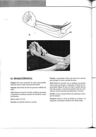 M. BRAQUIORRADIAL
Origem: dois terços proximais da crista supracondilar
lateral do úmero e septo intermuscular lateral.
Inserção: lado lateral da base do proc;esso estilóide do
rádio.
Ação: flexiona a junta do cotovelo e auxilia na pronação
e supinação do antebraço quando há resistência a esses
movimentos.
Nervo: radial, CS e C6.
Paciente: em decúbito dorsal ou sentado.
Fixação: o examinador coloca uma mão sob o cotovelo
para protegê-lo contra a pressão da mesa.
Teste: flexão do cotovelo, com o antebraço em posição
neutra entre a pronação e a supinação. O ventre dobra-
quiorradial (Figura B) deve ser visto e sentido durante
este teste, porque o movimento também pode ser reali-
zado por outros músculos que flexionam o cotovelo.
Pressão: contra a porção inferior do antebraço, na dire-
ção da extensão.
Fraqueza: diminui a força de flexão do cotovelo e da
supinação ou pronação.resistente até a linha média.
 