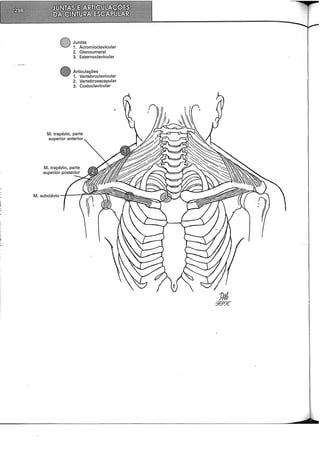 Juntas
1. Acromioclavicular
2. Glenoumeral
3. Esternoclavicular
Articulações
1. Vertebroclavicular
2. Vertebroescapular
3. Costoclavicular
M. trapézio, parte
superior anterior
 