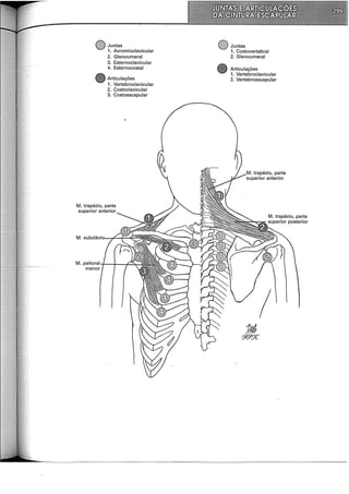 Juntas
1. Acromioclavicular
2. Glenoumeral
3. Esternoclavicular
4. Esternocostal
Articulações
1. Vertebroclavicular
2. Costoclavicular
3. Costoescapular
M. trapézio, parte
superior anterior
Juntas
1. Costovertebral
2. Glenoumeral
Articulações
1. Vertebroclavicular
2. Vertebroescapular
 