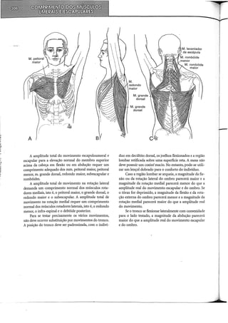 J
~
•·
A
A amplitude total do movimento escapuloumeral e
escapular para a elevação normal do membro superior
acima da cabeça em flexão ou em abdução requer um
comprimento adequado dos mm. peitoral maior, peitoral
menor, m. grande dorsal, redondo maior, subescapular e
rombóides.
A amplitude total de movimento na rotação lateral
demanda um comprimento normal dos músculos rota-
dores mediais, isto é, o peitoral maior, o grande dorsal, o
redondo maior e o subescapular. A amplitude total de
movimento na rotação mediai requer um comprimento
normal dos músculos rotadores laterais,,isto é, o redondo
menor, o infra-espinal e o deltóide posterior.
Para se testar precisamente os vários movimentos,
não deve ocorrer substituição por movimentos do tronco.
A posição do tronco deve ser padronizada, com o indiví-
M. grande
dorsal
duo em decúbito dorsal, os joelhos flexionados e a região
lombar retificada sobre uma superfície reta. A mesa não
deve possuir um co:xi:rrimacio. No entanto, pode-se utili-
zar um lençol dobrado para o conforto do indivíduo.
Caso a região lombar se arqueie, a magnitude da fle-
xão ou da rotação lateral do ombro parecerá maior e a
magnitude da rotação mediai parecerá menor do que a
amplitude real do movimento escapular e do ombro. Se
o tórax for deprimido, a magnitude da flexão e da rota-
ção externa do ombro parecerá menor e a magnitude da
rotação mediai parecerá maior do que a amplitude real
do movimento.
Se o tronco se flexionar lateralmente com convexidade
para o lado testado, a magnitude da abdução parecerá
maior do que a amplitude real do movimento escapular
e do ombro.
 