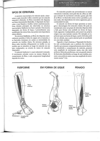 TIPOS DE ESTRUTURA
A estrutura macroscópica do músculo ajuda a deter-
minar a ação muscular e afeta a maneira que um músculo
responde à distensão. As fibras musculares são dispostas
em feixes denominados fascículos. A disposição dos fascí-
culos e suas fixações a tendões variam anatornicamente.
Duas divisões principais são observadas na estrutura
macroscópica: fusiforme (ou fuso) e penado. Uma terceira
disposição, em forma de leque, é provavelmente uma
modificação das outras duas, mas possui uma importância
clínica distinta.
Na estrutura fusiforme, as fibras são dispostas essen-
cialmente paralelas à linha de origem até as inserções, e
os fascículos terminam em ambas as extremidades do
músculo em tendões chatos. Na estrutura penada, as
fibras estão inseridas obliquamente no tendão ou nos
tendões que se estendem ao longo do músculo em um
lado (unipenado), ou através do ventre do músculo
(bipenado).
O músculo fusiforme é o mais vulnerável à extensão.
O movimento articular ocorre na mesma direção do
comprimento da fibra, e cada componente longitudinal
depende do outro.
Os músculos penados são provavelmente os menos
vulneráveis à extensão, tanto pelo fato de a fibra ser oblí-
qua à direção do movimento articular quanto pelo fato
de as fibras e os fascículos serem curtos e paralelos e, por
essa razão, não dependerem de outros segmentos para a
continuidade da ação.
O músculo em forma de leque apresenta as vanta-
gens e desvantagens dos músculos citados. Ele pode ser
considerado como um grupo de músculos dispostos lado
a lado para formar uma unidade em forma de leque.
Cada segmento é independente, pois possui sua própria
origem com uma inserção comum. Por exemplo, no m.
peitoral maior em forma de leque, a parte clavicular pode
não ser afetada, mas a parte esternal pode ser paralisada
em uma lesão medular.
Segundo o Gray'sAnatomy, a "disposição dos fascícu-
los está correlacionada com a potência dos músculos.
Aqueles que possuem comparativamente poucos fascícu-
los, estendendo o comprimento do músculo, possuem
uma amplitude de movimento maior, mas não tanta
potência. Músculos peniformes, com um grande número
de fascículos distribuídos ao longo de seus tendões, pos-
suem uma potência maior, mas uma amplitude de movi-
mento menor" (14).
FUSIFORME EM FORMA DE LEQUE PENADO
Tibial
anterior
Metatarsal I Cuneiforme
mediai
Flexor
longo dos
dedos
 