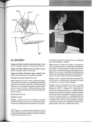M. DELTÓIDE*
Origem das Fibras Anteriores (parte clavicular): borda
anterior, superfície superior e terço lateral da clavícula.
Origem das Fibras Médias (parte acromial): margem
lateral e superfície superior do acrômio.
Origem das Fibras Posteriores (parte espinal): lábio
inferior da borda posterior da espinha da escápula.
Inserção: tuberosidade deltóide do úmero
Ação: abdução da junta do ombro, realizada principal-
mente pelas fibras médias, com estabilização pelas fibras
anteriores e posteriores. Além disso, as fibras anteriores
flexionam-se e, na posição de supinação, rodam mediai-
mente a junta do ombro. As fibras posteriores esten-
dem-se e, na posição de pronação, rodam lateralmente a
junta do ombro.
Nervo: axilar, C5 e C6.
Paciente: sentado.
Fixação: a posição do tronco em relação ao membro
superior neste teste é tal que um tronco estável necessi-
ta de maior estabilização pelo examinador. Se os múscu-
*N.R.C.: Embora a nova nômina anatômica denomine as partes do
músculo deltóide como parte davicular, parte acromial e parte espinal,
as antigas denominações serão mantidas, respeitando a escolha dos
. autores pela fácil compreensão do texto.
los de fixação escapular estiverem fracos, o examinador
deve então estabilizar a escápula.
Teste: abdução do ombro sem rotação. Ao posicionar o
ombro na posição de "teste, o cotovelo deve ser flexionado
para indicar a posição neutra da rotação. No entanto, o
ombro pode ser estendido depois de a suaposição ser esta-
belecida, de modo que a extremidade estendida pode ser
usada como uma alavanca mais longa. O examinador deve
aplicar uma técnica sólida durante testes subseqüentes.
Pressão: contra a superfície dorsal da extremidade dis-
tai do úmero se o cotovelo estiver flexionado, ou contra
o antebraço se o cotovelo estiver estendido.
Fraqueza: acarreta incapacidade de elevar o membro
superior em abdução contra a força da gravidade. Na
paralisia de todo o m. deltóide e m. supra-espinal, o
úmero tende a subluxar para baixo se o membro superior
permanecer sem suporte, pendente.A cápsula dajunta do
ombro proporciona uma separação de quase 2,5 centíme-
tros entre a cabeça do úmero e a cavidade glenóide. Em
casos de comprometimento do nervo axilar nos quais o
m. deltóide é fraco mas o m. supra-espinal não é afetado,
o relaxamento da junta não é acentuado, mas tende a pro-
gredir quando a força do m. deltóide não retoma.
 