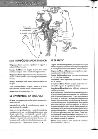 M. levantador
da escápula - - - -
M. rombóide menor-r::==---,.C:
MM. ROMBÓIDES MAIOR EMENOR
Origem do Maior: processos espinhosos da segunda a
quinta vértebras torácicas.
Inserção do Maior: por fixações fibrosas até a borda
mediai da escápula, entre a espinha e o ângulo inferior.
Origem do Menor: ligamento da nuca, processos espi-
nhosos da sétima vértebra cervical e da primeira vértebra
torácica.
Inserção do Menor: borda mediai à raiz da espinha da
escápula.
Ação: aduzem e elevam a escápula e rodam-na de modo
que a cavidade glenóide assume a direção caudal.
Nervo: dorsal da escápula, C4 e C5.
M. LEVANTADOR DA ESCÁPULA
Origem: processos transversos das primeiras quatro vér-
tebras cervicais.
Inserção: borda mediai da escápula, entre o ângulo e a
raiz da espinha da escápula..
Ação: com a origem fixada, eleva a escápula e auxilia na
rotação, de modo que a cavidade glenóide assume uma
direção caudal. Com a inserção fixada e atuando unilate-
ralmente, flex:iona lateralmente as vértebras cervicais e
roda para o mesmo lado. Atuando bilateralmente, o m.
levantador pode auxiliar na extensão da coluna cervical.
Nervos: cervicais, 3 e 4 e escapular dorsal, C4 e C5.
M. TRAPÉZIO
Origem das Fibras Superiores: protuberância occipital
externa, terço mediai da linha nucal superior, ligamento
da nuca e processo espinhoso da sétima vértebra cervical.
Origem das Fibras Méãias: processos espinhosos da pri-
meira à quinta vértebras torácicas.
Origem da5 Fibras Inferiores: processos espinhosos da
6a à 12a vértebras torácicas.
Inserção das Fibras Superiores: terço lateral da clavícu-
la e do acrômio.
Inserção das Fibras Médias: margem mediai do acrô-
mio e lábio superior da espinha da escápula.
Inserção das Fibras Inferiores: tubérculo no ápice da
espinha da escápula.
Ação: com a origem fixada, há adução da escápula, realiza-
da principalmente pelas fibras médias, com estabilização
pelas fibras superiores e inferiores. Ocorre também rotação
da escápula, de modo que a cavidade glenóide assume uma
direção cefálicâ, realizada principalmente pelas fibras supe-
riores e inferiores, com estabilização pelas fibras médias.
Além disso, as fibras superiores elevam e as inferiores
deprimem a escápula. Com ainserçãofixada eatuando uni-
lateralmente, as fibras superiores estendem, fixam lateral-
mente e rodam a cabeça e as juntas das vértebras cervicais,
de modo que a face gira para o lado oposto. Com a inser-
ção fixa atuando bilateralmente, a parte superior dom. tra-
pézio estende o pescoço. O m. trapézio também atua como
um músculo acessório da respiração.
Nervos: porção espinal do nervo craniano XI (acessório)
e ramo ventral, C2, C3 e C4.
 