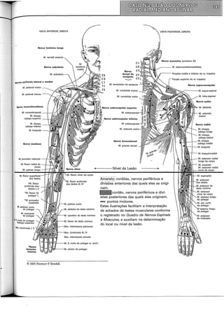 VISTA ANTERIOR, DIREITA
Nervo torácico longo
M. serrátil anterior
Nervo subclávio
Nervos peitorais lateral e mediai
M. peitoral maior
M. peitoral menor
Nervo musculocutâneo
M. coracobraquial ---1-----,1'-J
M. bíceps,
cabeça superior
Nervo mediano
Nervo
dorsal da
escápula
'-v--'
M. levantador da escápula
M. rombóide menor
M. rombóide maior
subescapular superior
::..Nervo subescapular inferior
Nervo toracodorsal
M. grande dorsal
-+----Nível da Lesão
*Ramo
Anterior
Interno
© 2005 Florence P. Kendall.
abdutor do dedo mínimo
opositor do dedo mínimo
interósseos palmares
lumbricais 111, IV
fi. curto do polegar (c. prof.)
--- ----~ ~· ~~-·
Amarelo: cordões, nervos periféricos e
divisões anteriores das quais eles se origi-
nam.
dpcordão, nervos periféricos e divi-
sões posteriores das quais eles originam.
...: pontos motores.
Estas ilustrações facilitam a interpretação
de achados de testes musculares conforme
o registrado no Quadro de Nervos Espinais
e Músculos, e auxiliam na determinação
do local ou nível da lesão.
Porções média e inferior do m. trapézio
Porção superior do m. trapézio
Nervo supra-escapular
 