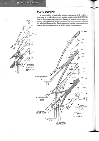 L4
DIVISÕES
[] Anteriores
1111 Posteriores
PLEXO LOMBAR
O plexo lombar é formado pelos ramos primários ventrais de Ll, L2, L3,
uma parte de L4 e, freqüentemente, uma pequena contribuição de Tl2. No
interior do m. psoas maior, os ramos dividem-se em anteriores e posterio-
res. Nervos periféricos das divisões anteriores inervam os músculos adutores
no lado mediai da coxa. Os das divisões posteriores inervam os músculos
flexores do quadril e extensores do joelho na face anterior da coxa.
N. ílio-hipogástrico
T12
L1
N. femoral
L(1 ), L2, L3, L4
N. genitofemoral
L1, L2
•
o
N. obturador
L(1 ), L2, L3, L4
T12
L1
L2
L3
L4
* Para o
N. quadrado lombar
(T12)
L1, L2, L3
** Pa_ra o
N. psoas maior
L1, L2, L3, L4
 