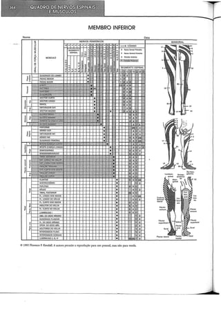 MEMBRO INFERIOR
L1
© 1993 Florence P. Kendall. A autora permite a reprodução para uso pessoal, mas não para venda.
Lomboin-
flio-hipo-
gástrico
 