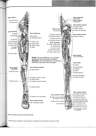 plexo lombar
Nervo fibular
superficial
M. fibular cu
Nervo obturador
pectíneo)
. obturador externo
. adutor curto
. adutor longo
M. gêmeo
M. obturador imP•rn•'-<--,..
M. gêmeo inferior--t-"<:""
M. quadrado tPrnn•r,l--1>'""'
M. semimembranáceo
M. bíceps, cabeça curta
Verde: nervos periféricos e as divisões
posteriores das quais eles emergem.
Amarelo: nervos periféricos e as divisões
anteriores das quais eles emergem.
Nervo fibular profundo
tibial anterior
extensor longo do hálux
V!!::~1fti{---J~-M. tibial anterior
ll"''ff-t--1--·M extensor longo dos dedos
extensor curto dos dedos
. interósseos dorsais
lippincott Williams & Wilkins © Copyright 2005
©1993 Florence P. Kendall. A autora permite a reprodução para uso pessoal, mas não para venda.
Nervo obturador
r - - - - (seccionado)
r----- Nervo femoral
(seccionado)
Nervo glúteo superior
M. glúteo médio
M. tensor da fáscia lata
tibial posterior
flexor dos dedos I
flexor do hálux I
abdutor do dedo mín.
quadrado plantar
flexor do dedo mín.
Mm. interósseos dorsais
(ver dorso)
 