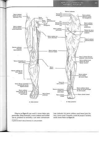 Ramos cutâneos:
Nervos cutâneos
femorais
intermediários Nervo cutâneo
femoral mediai
Ramos cutâneos do
nervo fibular
comum
A. Vista anterior
Observe na Figura B, que sural é o termo latino para
panturrilha. Nessa ilustração, o nervo cutâneo sural mediai
une-se, proximal ao tornozelo, a um ramo comunicante
A partir de Grant's Atlas ofAnatomy (l); com permissão.
Nervo
safeno
Nervo cutâneo sural
lateral (do nervo
fibular comum)
Nervo cutâneo
1-'+-1---sural mediai
(do nervo tibial)
'i
·..,., Nervo cutâneo lateral
Ramos calcaneares ·• ·.· ~'- dorsal do pé (terminação
mediais d , ... ··~ '. do nervo sural)
nervo tibial ~1. ··-
Nervo plan~ar ~'.~.~~~.é.:c•· ) N•No '''""""""
mediai .... ··' .· :
~~~~.
8. Vista posterior
(não indicado) do nervo cutâneo surallateral para for-
mar o nervo sural. Contudo, o nível da junção é variável,
sendo muito baixo na Figura B.
 