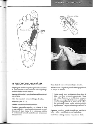 M. flexor
curto do
hálux
M. FLEXOR CURTO DO HÁLUX
Origem: parte mediai da superfide plantar do osso cubói-
de, parte adjacente do osso cuneiforme lateral e prolonga-
mento do tendão do tibial posterior.
Inserção: lado mediai e lateral da base da falange proxi-
mal do hálux.
Ação: flexiona a junta metatarsofalângica do hálux.
Nervo: tibial, 14, 15 e SI.
Paciente: em decúbito dorsal ou sentado.
Fixação: o examinador estabiliza o pé próximo da junta
metatarsofalângica e mantém o pé e o tornozelo em posi-
ção neutra. A flexão plantar do pé pode causar restrição
do movimento de teste pela tensão dos mm. extensores do
dedo oponentes.
Teste: flexão da junta metatarsofalângica do hálux.
Pressão: contra a superficie plantar da falange proximal,
na direção da extensão.
Nota: quando ocorre paralisia do m. flexor longo do
hálux e o m. flexor curto é ativo, a ação deste é clara,
pois o hálux flexiona-se ao nível da junta metatarso-
falângica sem qualquerflexão da junta interfalângica.
Quando ocorre paralisia do m. flexor curto do hálux e
o m. flexor longo é ativo, a junta metatarsofalângica
hiperestende-se e a junta interfalângica flexiona-se.
Fraqueza: permite a posição de dedo em martelo do
hálux e reduz a estabilidade do arco longitudinal.
Contratura: a falange proximal é mantida em flexão.
 