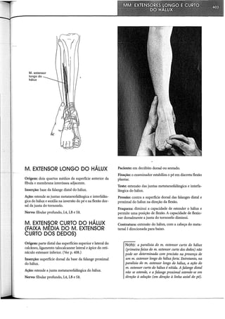 M. extensor
longo do
hálux
M. EXTENSOR LONGO DO HÁLUX
Origem: dois quartos médios da superfície anterior da
fíbula e membrana interóssea adjacente.
Inserção: base da falange distai do hálux.
Ação: estende as juntas metatarsofalângica e interfalân-
gica do hálux e auxilia na inversão do pé e na flexão dor-
sal da junta do tornozelo.
Nervo: fibular profundo, L4, L5 e SI.
M. EXTENSOR CURTO DO HÁLUX
(FAIXA MÉDIA DO M. EXTENSOR
CURTO DOS DEDOS)
Origem: parte distai das superfícies superior e lateral do
calcâneo, ligamento talocalcanear lateral e ápice do reti-
náculo extensor inferior. (Ver p. 408.)
Inserção: superfície dorsal da base da falange proximal
do hálux.
Ação: estende a junta metatarsofalângica do hálux.
Nervo: fibular profundo, L4, L5 e SI.
Paciente: em decúbito dorsal ou sentado.
Fixação: o examinador estabiliza o pé em discreta flexão
plantar.
Teste: extensão das juntas metatarsofalângica e interfa-
lângica do hálux.
Pressão: contra a superfície dorsal das falanges distai e
proximal do hálux na direção da flexão.
Fraqueza: diminui a capacidade de estender o hálux e
permite uma posição de flexão. A capacidade de flexio-
nar dorsalmente a junta do tornozelo diminui.
Contratura: extensão do hálux, com a cabeça do meta-
tarsal I direcionada para baixo.
Nota: a paralisia do m. extensor curto do hálux
(primeira faixa do m. extensor curto dos dedos) não
pode ser determinada com precisão na presença de
um m. extensor longo do hálux forte:· Entretanto, na
paralisia do m. extensor longo do hálux, a ação do
m. extensor curto do hálux é nítida. A falange distal
não se estende, e a falange proximal estende-se em
direção à adução (em direção à linha axial do pé).
 