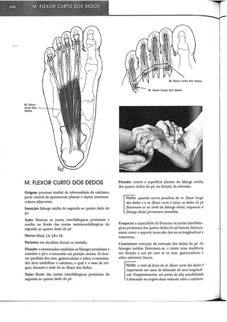 M. flexor
curto dos------:..__
dedos
M. FLEXOR CURTO DOS DEDOS
Origem: processo mediai da tuberosidade do calcâneo,
parte central da aponeurose plantar e septos intermus-
culares adjacentes.
Inserção: falange média do segundo ao quinto dedo do
pé.
Ação: flexiona as juntas interfalângicas proximais e
auxilia na flexão das juntas metatarsofalângicas do
segundo ao quinto dedo do pé.
Nervo: tibial, L4, L5 e SI.
Paciente: em decúbito dorsal ou sentado.
Fixação: o examinador estabiliza as falanges proximais e
mantém o pé e o tornozelo em posição neutra. Se hou-
ver paralisia dos mm. gastrocnêrnio e sóleo, o examina-
dor deve estabilizar o calcâneo, o qual é o osso de ori-
gem, durante o teste do m. flexor dos dedos.
Teste: flexão das juntas interfalângicas proximais do
segundo ao quinto dedo do pé.
,... '
(~·· *~,~
l 
lo# "•
: 
r--~~

•
.
...
M. flexor curto dos dedos
M. flexor longo dos dedos
Pressão: contra a superfície plantar da falange média
dos quatro dedos do pé, na direção da extensão.
Nota: quando ocorre paralisia do m. flexor longo
dos dedos e o m. flexor curto é ativo, os dedos do pé
flexionam-se no nível da falange distal, enquanto a
falange distal permanece estendida.
Fraqueza: a capacidade de flexionar as juntas interfalân-
gicas proximais dos quatro dedos do pé laterais diminui,
assim como o suporte muscular dos arcos longitudinal e
transverso.
Contratura: restrição da extensão dos dedos do pé. As
falanges médias flexionam-se, e existe uma tendência
em direção a um pé cavo se os mm. gastrocnêmio e
sóleo estiverem fracos.
Nota: o teste de força do m. flexor curto dos dedos é
importante em casos de distensão do arco longitudi-
nal. Freqüentemente, um ponto de alta sensibilidade
édetectado na origem desse músculo sobre ocalcâneo.
------------------~-------"--"""""""
 