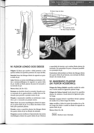 M. flexor
longo
dos
dedos
M.
flexor
longo_.....,..,_··
do
hálux
M. FLEXOR LONGO DOS DEDOS
Origem: da fáscia que recobre o tibial posterior e três
quintos médios da superfície posterior do corpo da tíbia.
Inserção: bases das falanges distais do segundo ao quin-
to dedo do pé.
Ação: flexiona as juntas interfalângicas proximais e dis-
tais e metatarsofalângicas do segundo ao quinto dedo
do pé. Auxilia na flexão plantar da junta do tornozelo e
na inversão do pé.
Nervo: tibial, L5, SI e 5(2).
Paciente: em decúbito dorsal ou sentado. Quando ocor-
re contração do m. gastrocnêmio, o joelho deve ser fle-
xionado para permitir a posição neutra do pé.
Fixação: o examinador estabiliza os metatarsais e man-
tém o pé e o tornozelo em posição neutra.
Teste: flexão das juntas interfalângicas distais do segun-
do ao